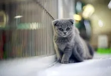 cats animals gray kittens pets Art HD Wallpaper